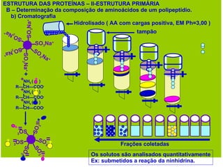 ESTRUTURA DAS PROTEÍNAS – II-ESTRUTURA PRIMÁRIA B – Determinação da composição de aminoácidos de um polipeptídio. b) Cromatografia NH 3  (  ) R—CH—COO - NH 3  (  ) R—CH—COO - NH 3  (  ) R—CH—COO - SO 3 SO 3 SO 3 SO 3 + Hidrolisado ( AA com cargas positiva, EM Ph=3,00 ) tampão Frações coletadas  Os solutos são analisados quantitativamente Ex: submetidos a reação da ninhidrina. 3 OS 3 OS + + + SO 3 Na + SO 3 Na + SO 3 Na + SO 3 Na + SO 3 Na + SO 3 Na + + + + + + + + + + 