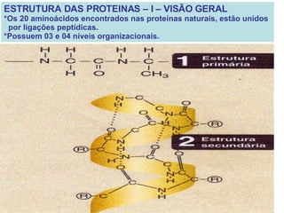 ESTRUTURA DAS PROTEINAS – I – VISÃO GERAL *Os 20 aminoácidos encontrados nas proteínas naturais, estão unidos por ligações peptídicas. *Possuem 03 e 04 níveis organizacionais.  