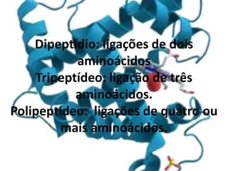 Dipeptídio: ligações de dois
aminoácidos
Tripeptídeo: ligação de três
aminoácidos.
Polipeptídeo: ligações de quatro ou
mais aminoácidos.
 