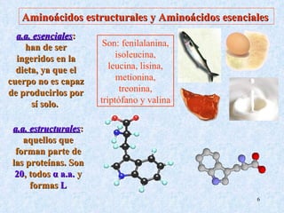 Aminoácidos estructurales y Aminoácidos esenciales a.a. esenciales : han de ser ingeridos en la dieta, ya que el cuerpo no es capaz de producirlos por sí solo.  Son: fenilalanina, isoleucina, leucina, lisina, metionina, treonina, triptófano y valina a.a. estructurales : aquellos que forman parte de las proteínas. Son  20 , todos  α  a.a.  y formas  L 