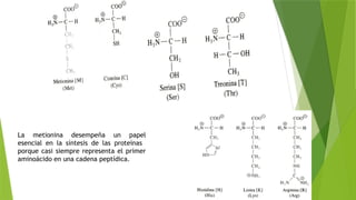 La metionina desempeña un papel
esencial en la síntesis de las proteínas
porque casi siempre representa el primer
aminoácido en una cadena peptídica.
 
