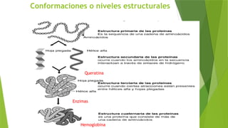 Conformaciones o niveles estructurales
Queratina
Enzimas
Hemoglobina
 