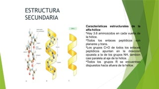 Características estructurales de la
alfa-hélice:
•Hay 3.6 aminoácidos en cada vuelta de
la hélice.
•Todos los enlaces peptídicos son
planares y trans.
•Los grupos C=O de todos los enlaces
peptídicos apuntan en la dirección
opuesta a la de los grupos NH, también
casi paralela al eje de la hélice. .
•Todos los grupos R se encuentran
dispuestos hacia afuera de la hélice.
ESTRUCTURA
SECUNDARIA
 