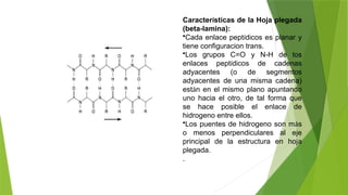 Características de la Hoja plegada
(beta-lamina):
•Cada enlace peptídicos es planar y
tiene configuracion trans.
•Los grupos C=O y N-H de los
enlaces peptídicos de cadenas
adyacentes (o de segmentos
adyacentes de una misma cadena)
están en el mismo plano apuntando
uno hacia el otro, de tal forma que
se hace posible el enlace de
hidrogeno entre ellos.
•Los puentes de hidrogeno son más
o menos perpendiculares al eje
principal de la estructura en hoja
plegada.
.
 