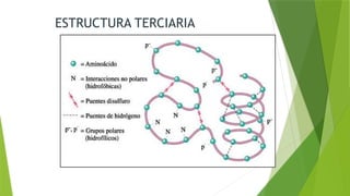 ESTRUCTURA TERCIARIA
 