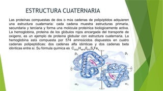 ESTRUCTURA CUATERNARIA
Las proteínas compuestas de dos o más cadenas de polipéptidos adquieren
una estructura cuaternaria: cada cadena muestra estructuras primaria,
secundaria y terciaria y forma una molécula proteínica biológicamente activa.
La hemoglobina, proteína de los glóbulos rojos encargada del transporte de
oxígeno, es un ejemplo de proteína globular con estructura cuaternaria. La
hemoglobina está compuesta por 574 aminoácidos dispuestos en cuatro
cadenas polipeptídicas: dos cadenas alfa idénticas y dos cadenas beta
idénticas entre sí. Su fórmula química es C3032
H4816
0872
S8
Fe4
 