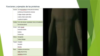 Funciones y ejemplos de las proteínas
 