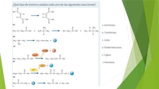 EXPLICACION FACIL DE LAS PROTEINAS TEMA COMPLTO