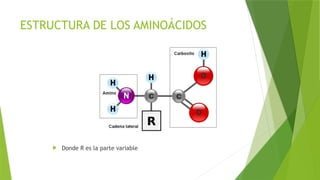 ESTRUCTURA DE LOS AMINOÁCIDOS
 Donde R es la parte variable
 