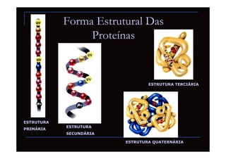 Forma Estrutural Das
                 Proteínas


                                 ESTRUTURA TERCIÁRIA




ESTRUTURA
            ESTRUTURA
PRIMÁRIA
            SECUNDÁRIA

                         ESTRUTURA QUATERNÁRIA
 