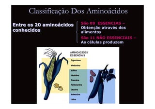 Classificação Dos Aminoácidos
Entre os 20 aminoácidos   São 09 ESSENCIAS –
                          Obtenção através dos
conhecidos                alimentos
                          São 11 NÃO ESSENCIAIS –
                          As células produzem
 