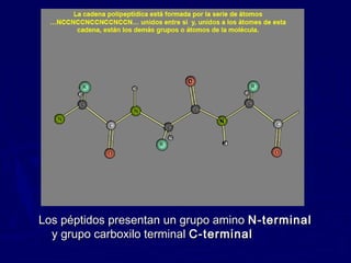 Los péptidos presentan un grupo amino N-terminal
  y grupo carboxilo terminal C-terminal
 