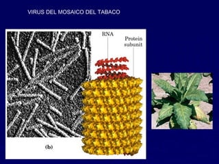VIRUS DEL MOSAICO DEL TABACO
 