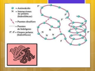 Ubicuitina proteosoma
•La proteína a degradar es marcada por
insercion de varias unidades de ubicuitina
en tandem cataliza...