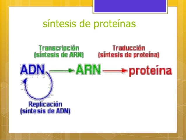 Proteínas. Sintesis de proteinas