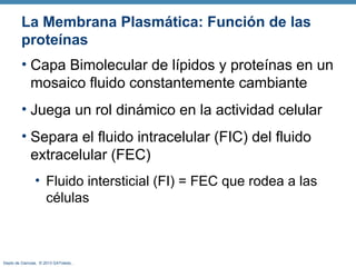 Depto de Ciencias, © 2013 GAToledo, .
La Membrana Plasmática: Función de las
proteínas
• Capa Bimolecular de lípidos y proteínas en un
mosaico fluido constantemente cambiante
• Juega un rol dinámico en la actividad celular
• Separa el fluido intracelular (FIC) del fluido
extracelular (FEC)
• Fluido intersticial (FI) = FEC que rodea a las
células
 