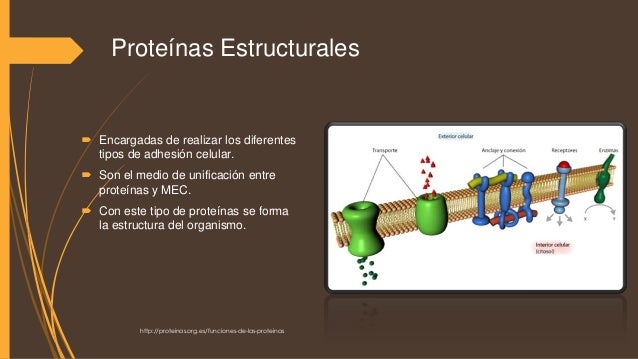 Resultado de imagen de PROTEÍNAS ESTRUCTURALES