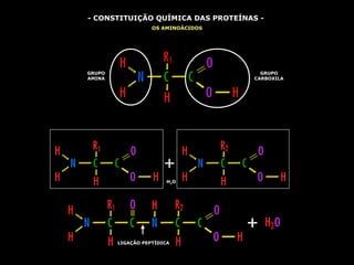 - CONSTITUIÇÃO QUÍMICA DAS PROTEÍNAS -
                   OS AMINOÁCIDOS




GRUPO                                 GRUPO
AMINA                               CARBOXILA




                        H 2O




        LIGAÇÃO PEPTÍDICA
 