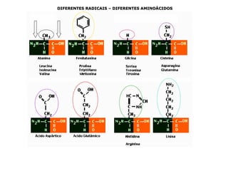DIFERENTES RADICAIS – DIFERENTES AMINOÁCIDOS
 