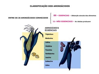 CLASSIFICAÇÃO DOS AMINOÁCIDOS



                                     09 - ESSENCIAS – Obtenção através dos alimentos
ENTRE OS 20 AMINOÁCIDOS CONHECIDOS

                                     11- NÃO ESSENCIAIS – As células produzem
 