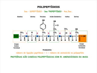 POLIPEPTÍDEOS
            2aa – DIPEPTÍDEO – 3aa TRIPEPTÍDEO – 4aa,5aa..




              1          2           3           4          5




    número de ligações peptídicas + 1 = número de aminoácido no polipeptídio

PROTEÍNAS SÃO CADEIAS POLIPEPTÍDICAS COM 51 AMINOÁCIDOS OU MAIS
 