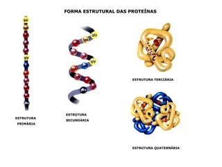 FORMA ESTRUTURAL DAS PROTEÍNAS




                                  ESTRUTURA TERCIÁRIA




            ESTRUTURA
ESTRUTURA
            SECUNDÁRIA
PRIMÁRIA




                                  ESTRUTURA QUATERNÁRIA
 