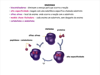 ENZIMAS
- biocatalisadoras - diminuem a energia para que ocorra a reação
- alta especificidade-reagem com uma substância específica chamada substrato
- sítios ativos – local da enzima onde ocorre a reação com o substrato
- modelo chave-fechadura – cada enzima um substrato, sem desgaste da enzima
- catabolismo e anabolismo



                                        ENZIMA
                                       PEPSINA
                                                    substrato
                                                    proteína


                     sítios ativos

              produtos
peptídeos - catabolismo




                                                                chave fechadura
                                                                alta especificidade
 