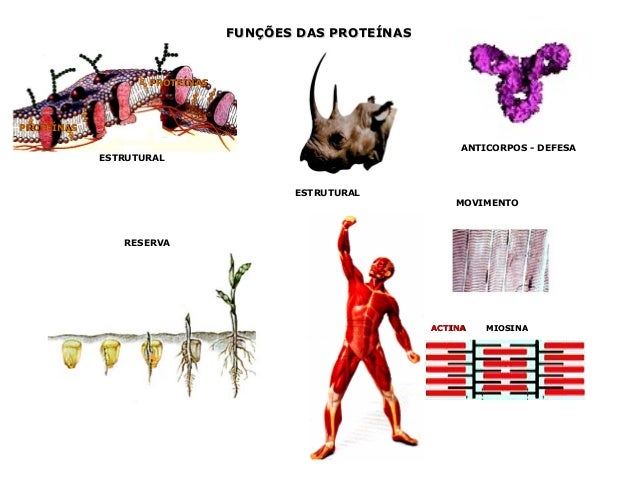 Proteínas e Enzimas