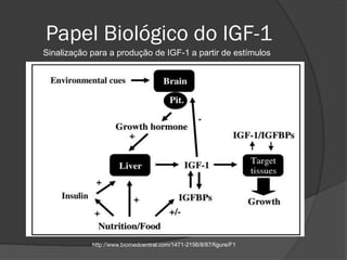 Papel Biológico do IGF-1
Sinalização para a produção de IGF-1 a partir de estímulos




            http://www.biomedcentral.com/1471-2156/8/87/figure/F1
 