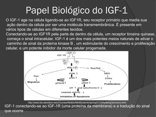 Papel Biológico do IGF-1
O IGF-1 age na célula ligando-se ao IGF1R, seu receptor primário que media sua
 ação dentro da célula por ser uma molécula transmembrânica. É presente em
vários tipos de células em diferentes tecidos.
Conectando-se ao IGF1R pela parte de dentro da célula, um receptor tirosina quinase,
 começa o sinal intracelular. IGF-1 é um dos mais potentes meios naturais de ativar o
 caminho de sinal da proteína kinase B , um estimulante do crescimento e proliferação
celular, e um potente inibidor da morte celular progamada.




            http://www.bio.davidson.edu/Courses/Molbio/MolStudents/spring2010/Rydberg/structure.html
IGF-1 conectando-se ao IGF-1R (uma proteína da membrana) e a tradução do sinal
que ocorre
 