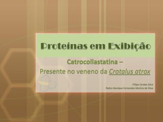 Catrocollastatina –
Presente no veneno da Crotalus atrox
                                           Fillipe Cerdan Silva
                     Pedro Henrique Fernandes Martins da Silva
 