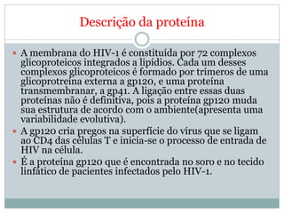 Descrição da proteína

 A membrana do HIV-1 é constituída por 72 complexos
  glicoproteicos integrados a lipídios. Cada um desses
  complexos glicoproteicos é formado por trímeros de uma
  glicoprotreína externa a gp120, e uma proteína
  transmembranar, a gp41. A ligação entre essas duas
  proteínas não é definitiva, pois a proteína gp120 muda
  sua estrutura de acordo com o ambiente(apresenta uma
  variabilidade evolutiva).
 A gp120 cria pregos na superfície do vírus que se ligam
  ao CD4 das células T e inicia-se o processo de entrada de
  HIV na célula.
 É a proteína gp120 que é encontrada no soro e no tecido
  linfático de pacientes infectados pelo HIV-1.
 