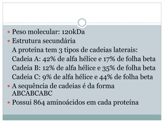 Peso molecular: 120kDa
 Estrutura secundária
  A proteína tem 3 tipos de cadeias laterais:
  Cadeia A: 42% de alfa hélice e 17% de folha beta
  Cadeia B: 12% de alfa hélice e 35% de folha beta
  Cadeia C: 9% de alfa hélice e 44% de folha beta
 A sequência de cadeias é da forma
  ABCABCABC
 Possui 864 aminoácidos em cada proteína
 