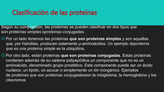 Clasificación de las proteínas
Según su composición, las proteínas se pueden clasificar en dos tipos que
son proteínas simples oproteínas conjugadas.
 Por un lado tenemos las proteínas que son proteínas simples y son aquellas
que, por hidrolisis, producen solamente µ-aminoácidos. Un ejemplo deproteína
que es una proteína simple es la ubiquitina.
 Por otro lado, están proteínas que son proteínas conjugadas. Estas proteínas
contienen además de su cadena polipeptídica un componente que no es un
aminoácido, denominado grupo prostético. Este componente puede ser un ácido
nucleico, un lípido, un azucar o simplemente un ión inorgánico. Ejemplos
de proteínas que son proteínas conjugadasson la mioglobina, la hemoglobina y los
citocromos
 