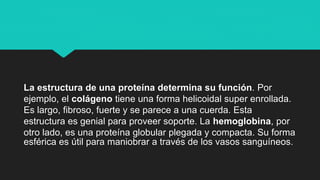 La estructura de una proteína determina su función. Por
ejemplo, el colágeno tiene una forma helicoidal super enrollada.
Es largo, fibroso, fuerte y se parece a una cuerda. Esta
estructura es genial para proveer soporte. La hemoglobina, por
otro lado, es una proteína globular plegada y compacta. Su forma
esférica es útil para maniobrar a través de los vasos sanguíneos.
 