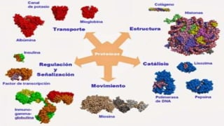 La función de cada proteína varía según su estructura. Las funciones
principales son las siguientes:
Anticuerpos, ayudand...