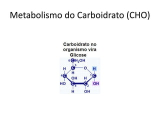 Metabolismo do Carboidrato (CHO)
 