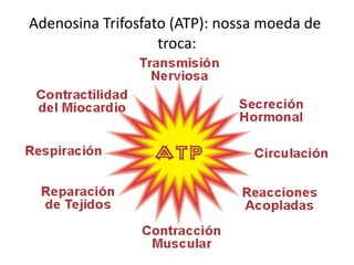 Adenosina Trifosfato (ATP): nossa moeda de
                   troca:
 