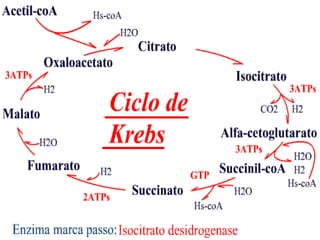 Proteínas essenciais e metabolismo do cho