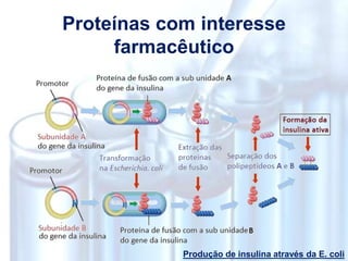 Proteínas com interesse
farmacêutico
Produção de insulina através da E. coli
 