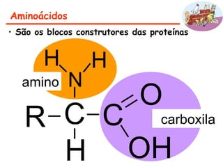 C
O
N
C
OH
H
R carboxila
amino
Aminoácidos
• São os blocos construtores das proteínas
H H
 