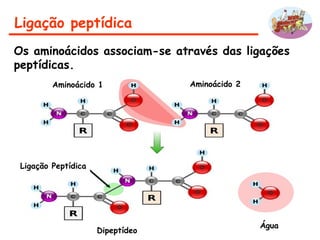 Ligação peptídica
Os aminoácidos associam-se através das ligações
peptídicas.
Aminoácido 1 Aminoácido 2
Ligação Peptídica
Água
Dipeptídeo
 