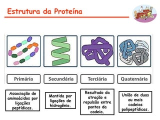 Estrutura da Proteína
Associação de
aminoácidos por
ligações
peptídicas.
Resultado da
atração e
repulsão entre
pontos da
cadeia.
Mantida por
ligações de
hidrogênio.
União de duas
ou mais
cadeias
polipeptídicas.
 