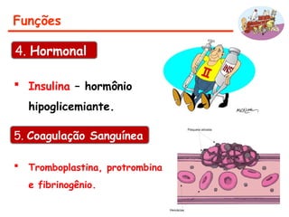 Funções
 Insulina – hormônio
hipoglicemiante.
4. Hormonal
5. Coagulação Sanguínea
 Tromboplastina, protrombina
e fibrinogênio.
 
