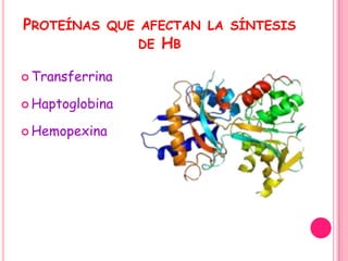 PROTEÍNAS    QUE AFECTAN LA SÍNTESIS
                 DE   HB

 Transferrina

 Haptoglobina

 Hemopexina
 
