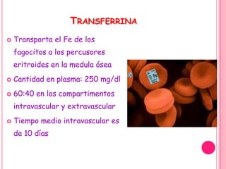 TRANSFERRINA
   Transporta el Fe de los
    fagocitos a los percusores
    eritroides en la medula ósea
   Cantidad en plasma: 250 mg/dl
   60:40 en los compartimentos
    intravascular y extravascular
   Tiempo medio intravascular es
    de 10 días
 