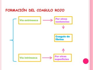 FORMACIÓN DEL COAGULO ROJO

                       Por otras
      Vía extrínseca
                       sustancias




                       Coagulo de
                       fibrina




                       Por otras
      Vía intrínseca
                       superficies
 