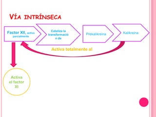 VÍA       INTRÍNSECA

                       Cataliza la
Factor XII, activo   transformació     Prekalikreina   Kalikreina
   parcialmente
                          n de


                       Activa totalmente al




  Activa
 el factor
     XI
 