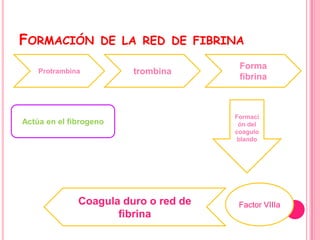 FORMACIÓN           DE LA RED DE FIBRINA

                                       Forma
    Protrambina         trombina
                                       fibrina



                                      Formaci
Actúa en el fibrogeno                  ón del
                                      coagulo
                                       blando




              Coagula duro o red de    Factor VIIIa
                     fibrina
 