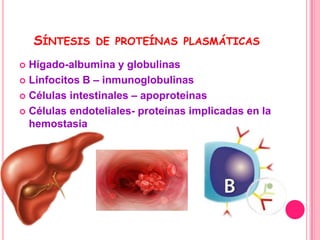 SÍNTESIS   DE PROTEÍNAS PLASMÁTICAS

 Hígado-albumina y globulinas
 Linfocitos B – inmunoglobulinas

 Células intestinales – apoproteinas

 Células endoteliales- proteínas implicadas en la
  hemostasia
 